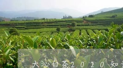 大沁白茶2020知青牡丹/2023033007249