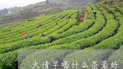 大清早喝什么茶最好/2023032039504