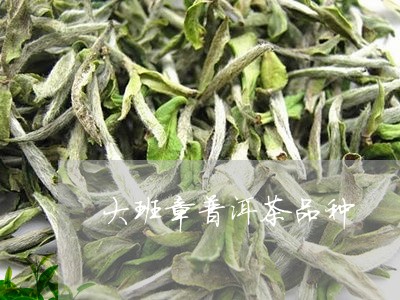 大班章普洱茶品种/2023041051825