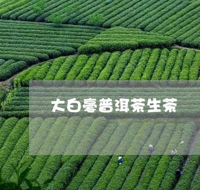 大白毫普洱茶生茶/2023041104049