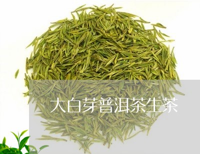 大白芽普洱茶生茶/2023031617260