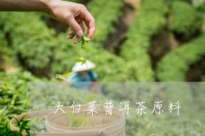 大白菜普洱茶原料/2023040150606