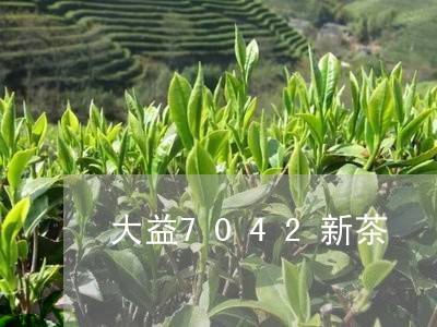 大益7042新茶/2023032607273