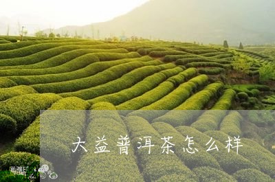 大益普洱茶怎么样/2023031820636