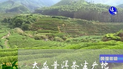 大益普洱茶生产地/2023041397159