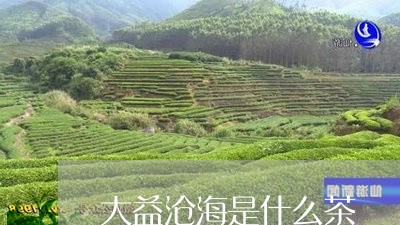 大益沧海是什么茶/2023032603607