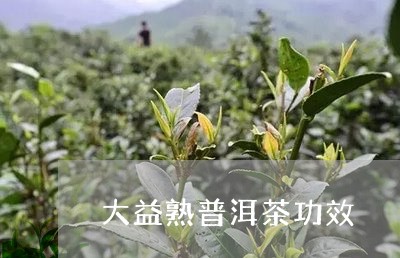 大益熟普洱茶功效/2023031631413