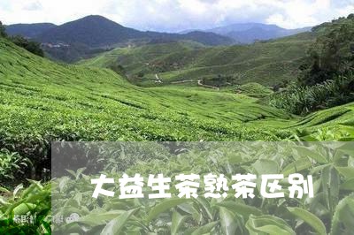 大益生茶熟茶区别/2023031846049