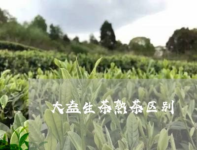 大益生茶熟茶区别/2023041372636