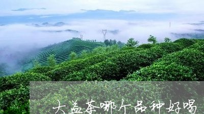 大益茶哪个品种好喝/2023032291715