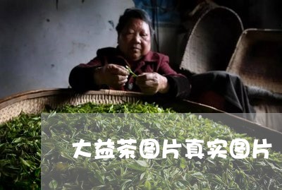 大益茶图片真实图片/2023032254058