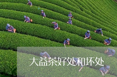 大益茶好处和坏处/2023032647362