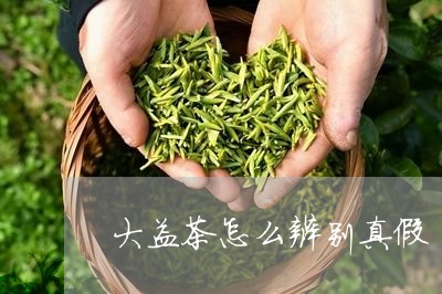 大益茶怎么辨别真假/2023032212863