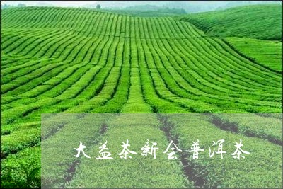 大益茶新会普洱茶/2023041140702