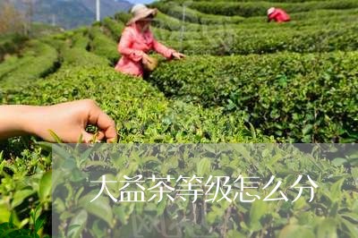 大益茶等级怎么分/2023032623838