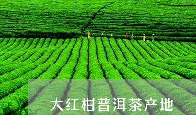 大红柑普洱茶产地/2023040915837