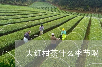 大红柑茶什么季节喝/2023041570592