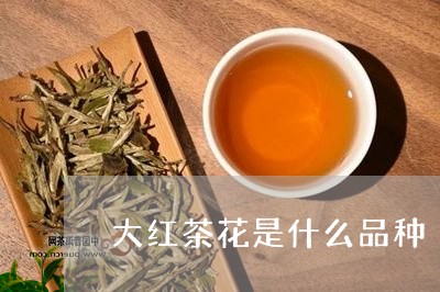 大红茶花是什么品种/2023041742727