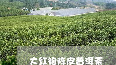 大红袍陈皮普洱茶/2023041249603