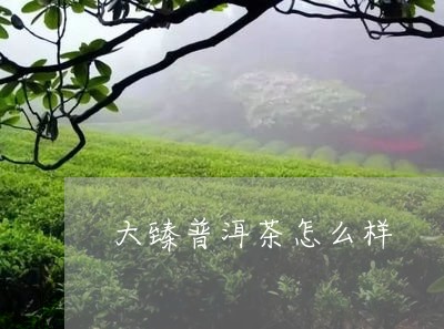 大臻普洱茶怎么样/2023031739103