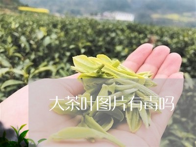 大茶叶图片有毒吗/2023032633926