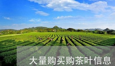 大量购买购茶叶信息/2023031786168