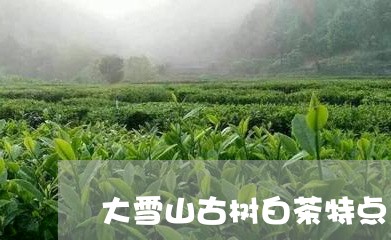 大雪山古树白茶特点/2023041591907