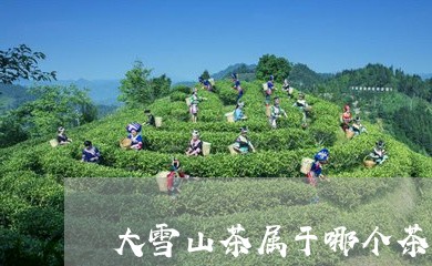 大雪山茶属于哪个茶/2023041416168