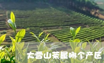 大雪山茶属哪个产区/2023031905172