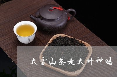 大雪山茶是大叶种吗/2023041493021