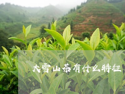 大雪山茶有什么特征/2023031927168