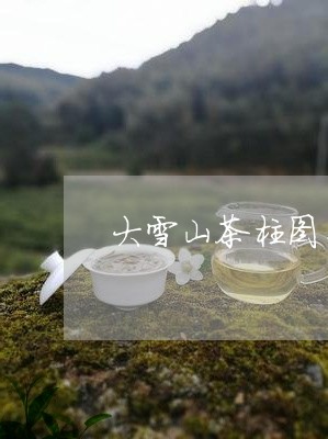 大雪山茶柱图片欣赏/2023041425350