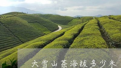 大雪山茶海拔多少米/2023041469593