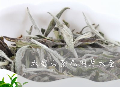 大雪山茶花图片大全/2023041427168