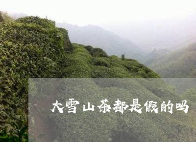 大雪山茶都是假的吗/2023041454059