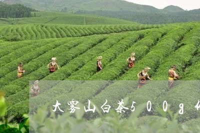 大雾山白茶500g价格表/2023033128483