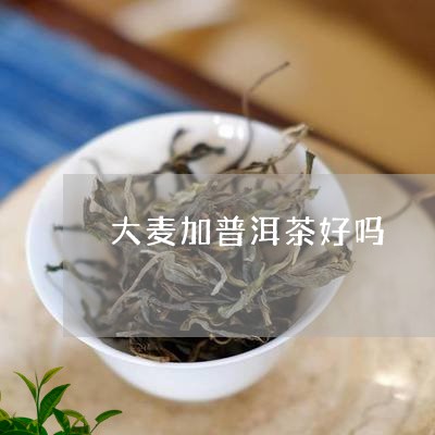 大麦加普洱茶好吗/2023041462936