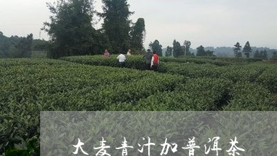 大麦青汁加普洱茶/2023041365147