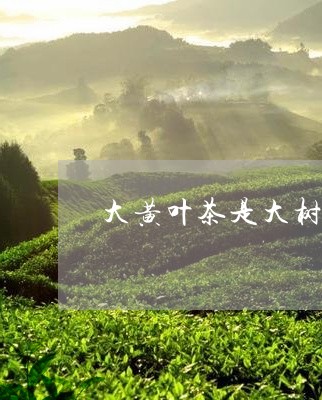 大黄叶茶是大树茶吗/2023032061713