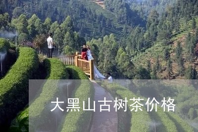 大黑山古树茶价格/2023032605282