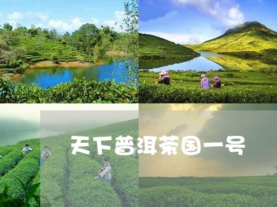 天下普洱茶国一号/2023033129614