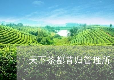 天下茶都昔归管理所/2023032296193