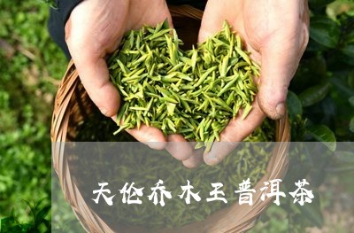 天伦乔木王普洱茶/2023041032702