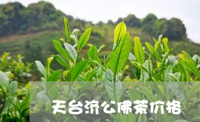 天台济公佛茶价格/2023032475268