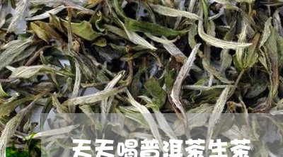 天天喝普洱茶生茶/2023031687069