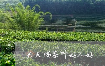 天天喝茶叶好不好/2023032632805