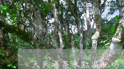 天天喝茶水能减肥吗/2023041664950