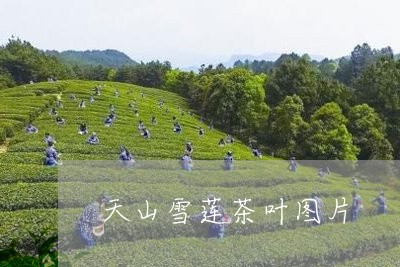 天山雪莲茶叶图片/2023032521513