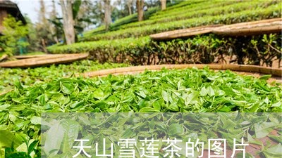 天山雪莲茶的图片/2023032438270