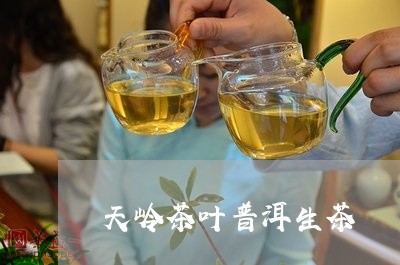 天岭茶叶普洱生茶/2023032975267